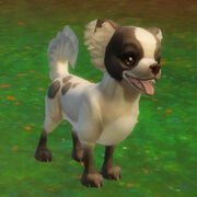 Pets